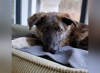 Carlo lieber Junghund wartet auf seine Herzensmenschen