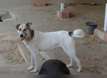 Aliisa - mit Training zur Traumhündin