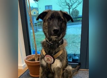 Carlo lieber Junghund wartet auf seine Herzensmenschen