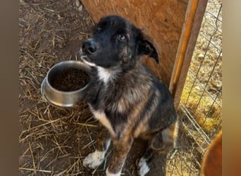 Carlo lieber Junghund wartet auf seine Herzensmenschen