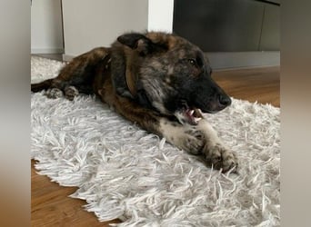 Carlo lieber Junghund wartet auf seine Herzensmenschen