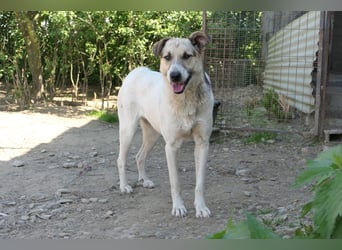 Aliisa - mit Training zur Traumhündin