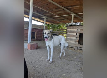 Aliisa - mit Training zur Traumhündin