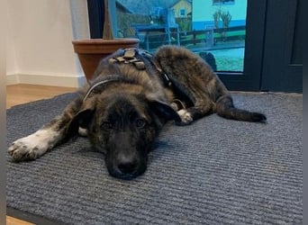 Carlo lieber Junghund wartet auf seine Herzensmenschen