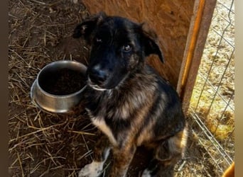Carlo lieber Junghund wartet auf seine Herzensmenschen