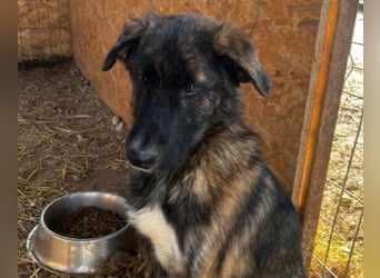 Carlo lieber Junghund wartet auf seine Herzensmenschen