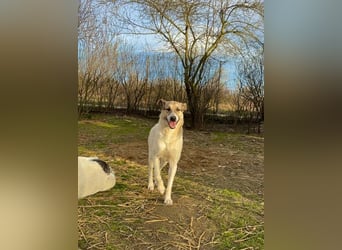 Aliisa - mit Training zur Traumhündin