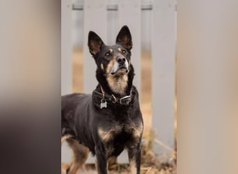 Kluge Dana sucht passendes Zuhause