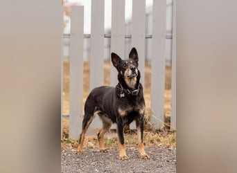 Kluge Dana sucht passendes Zuhause