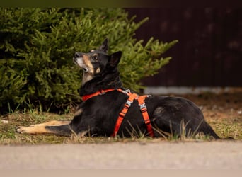 Kluge Dana sucht passendes Zuhause