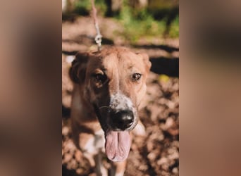 Neugieriger Süleyman sucht seine Familie