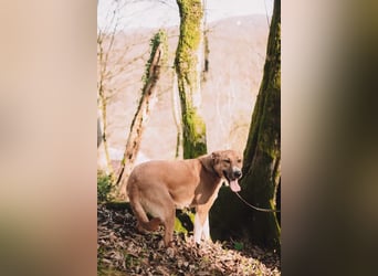 Neugieriger Süleyman sucht seine Familie