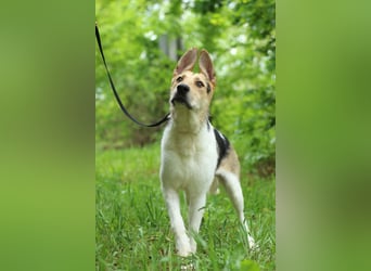 LUCKY - Glückshund (Ukraine)