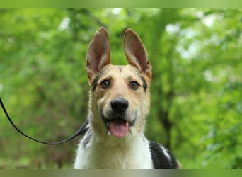 LUCKY - Glückshund (Ukraine)