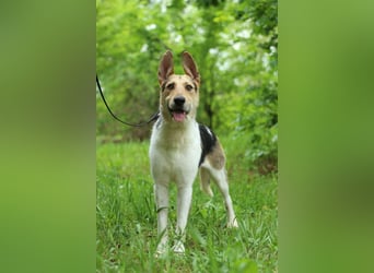 LUCKY - Glückshund (Ukraine)