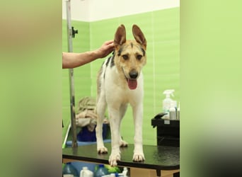 LUCKY - Glückshund (Ukraine)