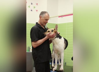 LUCKY - Glückshund (Ukraine)