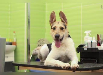 LUCKY - Glückshund (Ukraine)