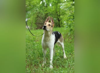 LUCKY - Glückshund (Ukraine)