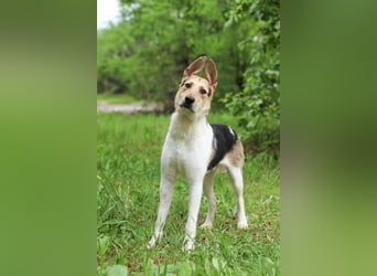 LUCKY - Glückshund (Ukraine)