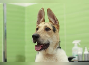 LUCKY - Glückshund (Ukraine)