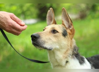 LUCKY - Glückshund (Ukraine)