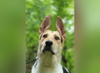 LUCKY - Glückshund (Ukraine)