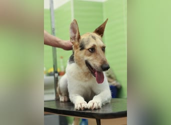 LUCKY - Glückshund (Ukraine)