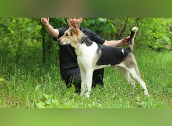 LUCKY - Glückshund (Ukraine)