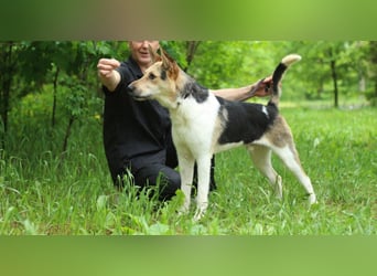 LUCKY - Glückshund (Ukraine)