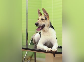 LUCKY - Glückshund (Ukraine)