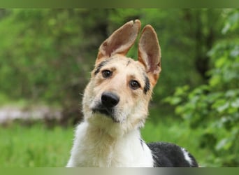LUCKY - Glückshund (Ukraine)