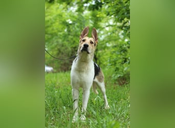LUCKY - Glückshund (Ukraine)