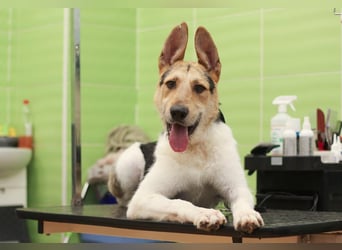 LUCKY - Glückshund (Ukraine)