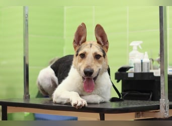 LUCKY - Glückshund (Ukraine)