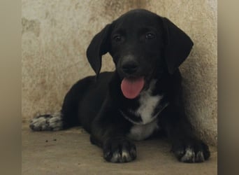 Smokey, geb. 08.06.2026, lebt in GRIECHENLAND, auf einer privaten Pflegestelle