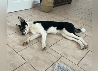 Simona - wo darf ich Zuhause sein?