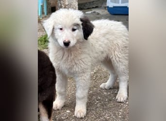 Kenan, geb. ca. 02/2026, lebt in GRIECHENLAND, auf einem Gelände, auf dem die Hunde notdürftig verso