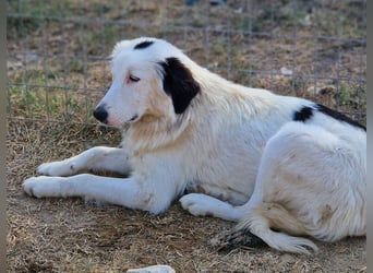 Namika, geb. ca. 02/2024, lebt in GRIECHENLAND, im städt. Tierheim Serres