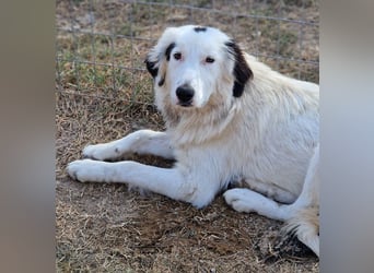 Namika, geb. ca. 02/2024, lebt in GRIECHENLAND, im städt. Tierheim Serres