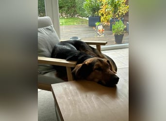 Naya - Dreibeinige Heldin sucht ihr Für-immer-Zuhause Naya - Dreibeinige Heldin sucht ihr Für-immer-Zuhause
