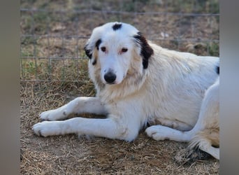 Namika, geb. ca. 02/2024, lebt in GRIECHENLAND, im städt. Tierheim Serres