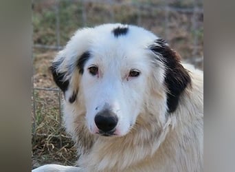 Namika, geb. ca. 02/2024, lebt in GRIECHENLAND, im städt. Tierheim Serres