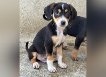 Pepper, geb. ca. 05/2026, lebt in GRIECHENLAND, im städt. Tierheim Serres