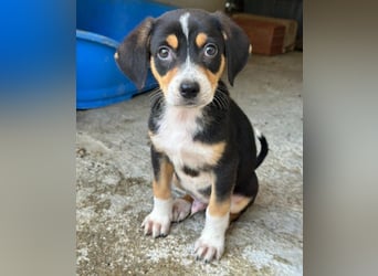 Pepper, geb. ca. 05/2026, lebt in GRIECHENLAND, im städt. Tierheim Serres