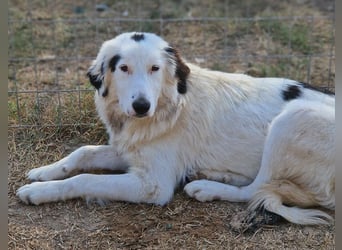 Namika, geb. ca. 02/2024, lebt in GRIECHENLAND, im städt. Tierheim Serres