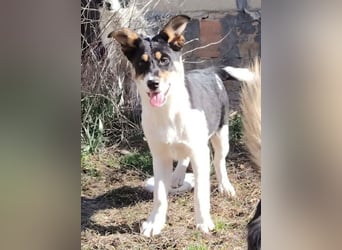 Simona - wo darf ich Zuhause sein?