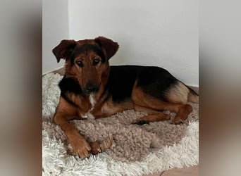 Naya - Dreibeinige Heldin sucht ihr Für-immer-Zuhause Naya - Dreibeinige Heldin sucht ihr Für-immer-Zuhause