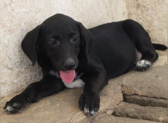 Smokey, geb. 08.06.2026, lebt in GRIECHENLAND, auf einer privaten Pflegestelle