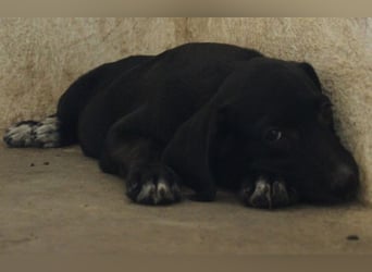Smokey, geb. 08.06.2026, lebt in GRIECHENLAND, auf einer privaten Pflegestelle